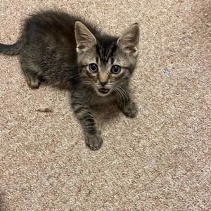 Meet your Posher, Iris